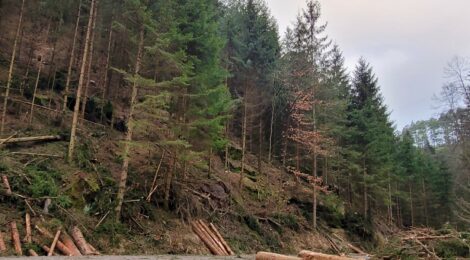 Am Waldweg Nasser Grund fällen Waldarbeiter im Auftrag der Nationalpark- und Forstverwaltung Sächsische Schweiz von Sachsenforst junge Fichten. Künftig erhalten damit Laubbäume wie die an den herbstlich braunen Blättern erkennbare Buche mehr Licht und werden gefördert. Dies führt zu einer besseren Durchmischung des Waldes. Während der Arbeiten müssen Radfahrer und Wanderer noch bis 07.02. die ausgewiesenen Umleitungen nutzen. Am Wochenende ist der Weg frei. Foto: Hp. Mayr