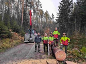 Revierleiter Olav Spengler und Forstwirte der Nationalpark- und Forstverwaltung von Sachsenforst haben eine Lärche für die Submission ausgewählt und so gefällt und aufbereitet, dass sie ohne Risse oder sonstige Schäden zum Verkauf angeboten werden konnte. Der 7 m lange und 44 cm starke Stamm erzielt einen Preis von ca. 716 €. Eine niederländische Firma hat den Stamm gekauft und wird daraus begehrtes Furnier herstellen. Foto: K. Zinnert