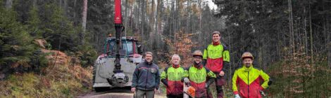 Revierleiter Olav Spengler und Forstwirte der Nationalpark- und Forstverwaltung von Sachsenforst haben eine Lärche für die Submission ausgewählt und so gefällt und aufbereitet, dass sie ohne Risse oder sonstige Schäden zum Verkauf angeboten werden konnte. Der 7 m lange und 44 cm starke Stamm erzielt einen Preis von ca. 716 €. Eine niederländische Firma hat den Stamm gekauft und wird daraus begehrtes Furnier herstellen. Foto: K. Zinnert